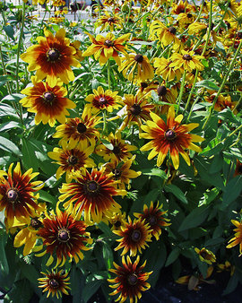 Mixed colors. Flowers all summer