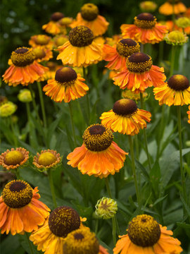 Yellow petals splashed with orange-red around brown centers
