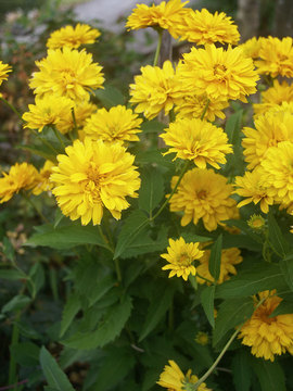 Yellow. FALSE SUNFLOWER.  Sun loving everbloomer