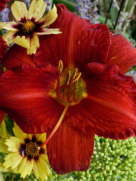 Intense scarlet red.