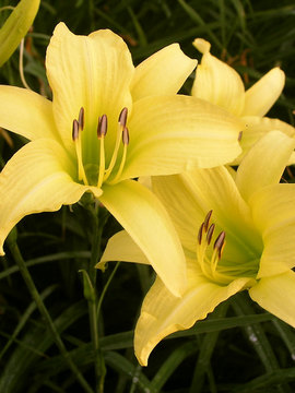 Lemon yellow. Fragrant