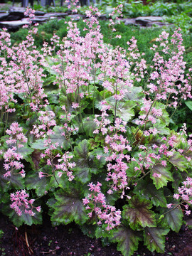 Dainty pink flowers. Leaves with redish-brown veins