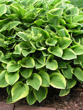 Light green variegated foliage