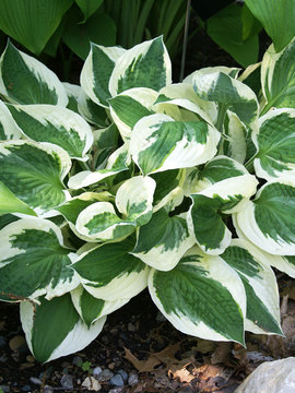 1997 Hosta of the Year, pure white margins