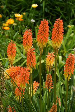 RED HOT POKER PLANT. Flowers its first year