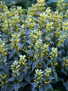 Yellow. Silver leaves