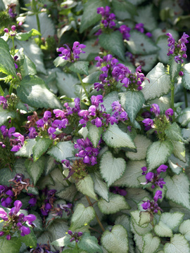 Large flowers over silver leaves
