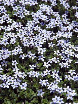 BLUE STAR CREEPER. In patios and walkways