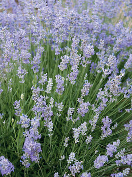 Spectacular dwarf with deep blue flowers