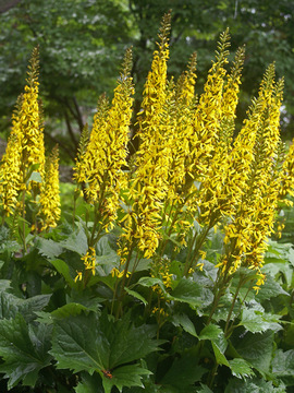 Yellow tapering flowers. Loves moist