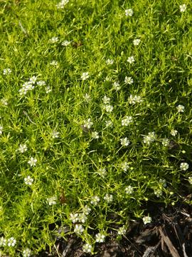 2-4" tall - great for crevices and between stepping stones. Tolerates humidity