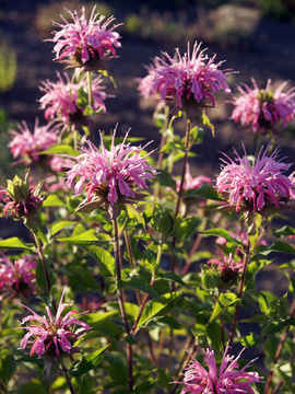 BEE BALM. Later blooming with pleasing pink flowers