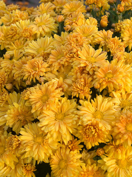 Daisy Mum - Amber yellow