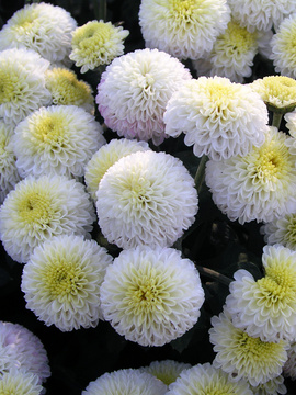 White Button mum