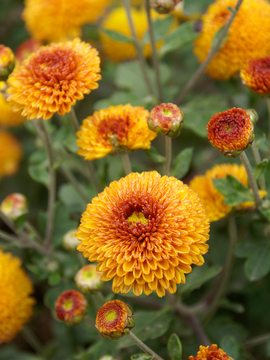 Deep Tangerine Button mum