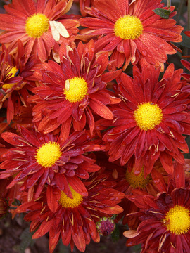 Red Daisy mum