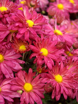 Rose pink Daisy mum