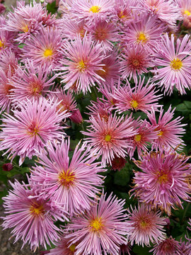 Pink Quill mum