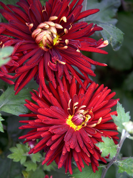 Deep red Garden Mum