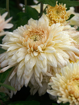 Apricot Cream Football Mum