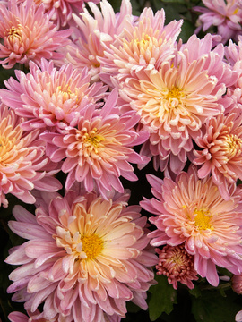 Pale pink Large flowered
