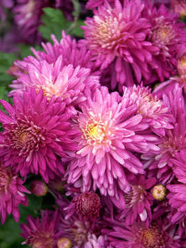 Rose-pink Garden mum