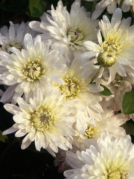 White Garden mum