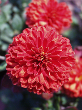Copper Button mum