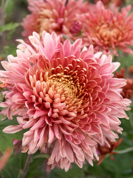 Rose pink football mum
