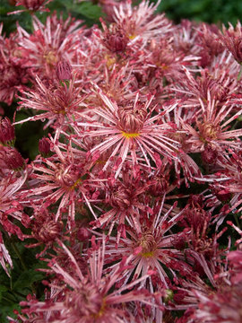 Red Spoon mum