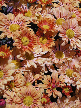 Apricot Spoon mum