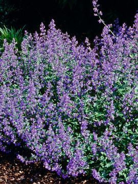 Lavender blue flowers Upright