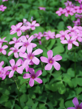 STRAWBERRY OXALIS. Many pink flowers