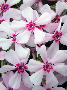 Excellent pale pink creeping phlox