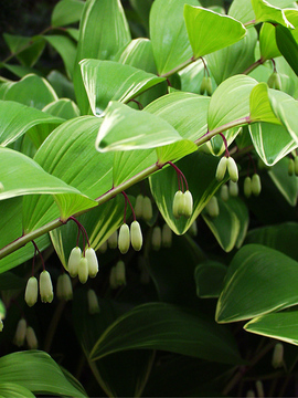 Variegated classic, with white bells.
