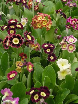 A mixture of unusual colors. Brown, green, and yellow