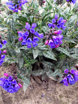 Dark blue flowers. Silver spotted lance shaped leaves
