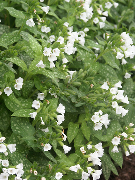 White flower bells. Leaves heavily spotted white