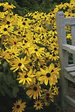 One of the best perennials in your garden