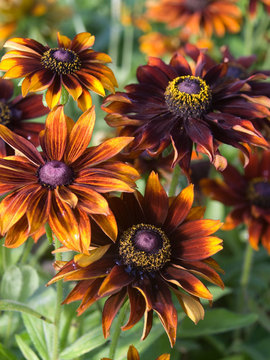 GLORIOSA DAISY. Mahogany dwarf