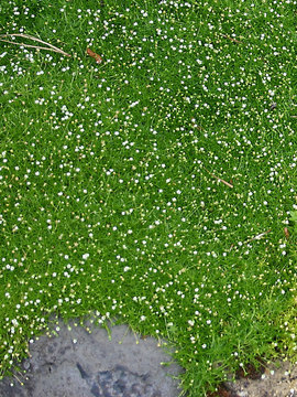 Moss like foliage