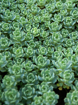 Like a succulent Sweet Woodruff; aqua green foliage