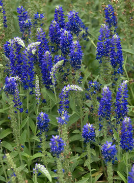 Deep blue flowers with deep green foliage. NEW