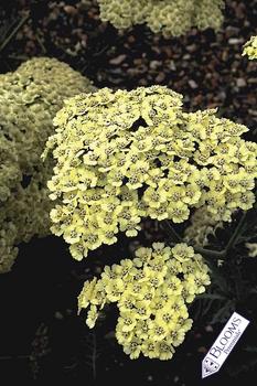 Long flowering yellow over silver foliage.