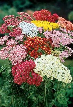 Collection of 6 German hybrids.