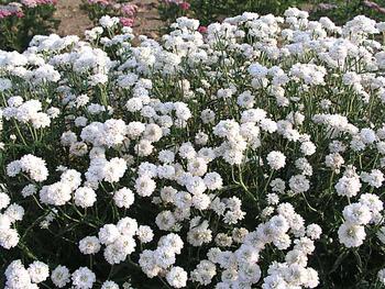 White, Baby's-Breath type blooms all summer