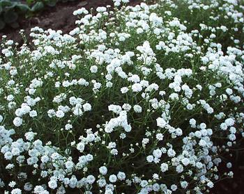 achillea ptarmica