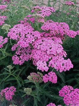 Wine pink, a Bluestone selection hybrid Achillea.