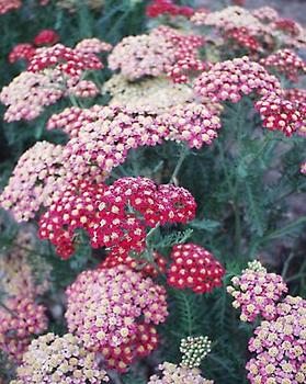 Also called A.Fanal. German hybrid,  red softens to gold.