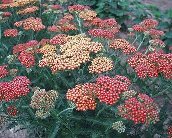 Copper, red, and yellow plate-like flowers. German Hybrid.